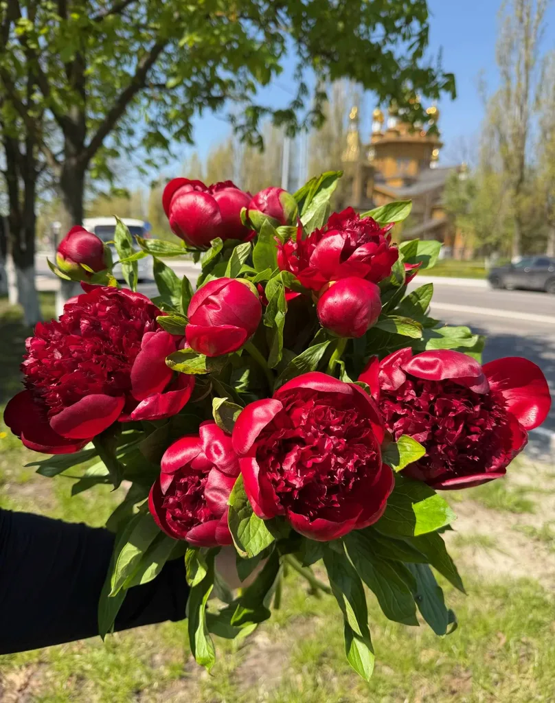 Пионы бордовые. СЕЗОННЫЙ ТОВАР!